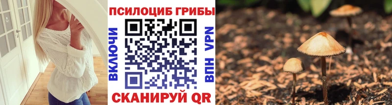 Купить  Хотьково  Псилоцибиновые грибы Psilocybe 